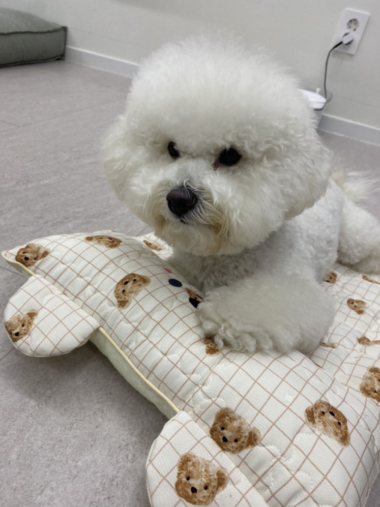 아이스베어 이미지
