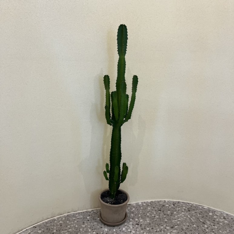 카페고옥정 이미지
