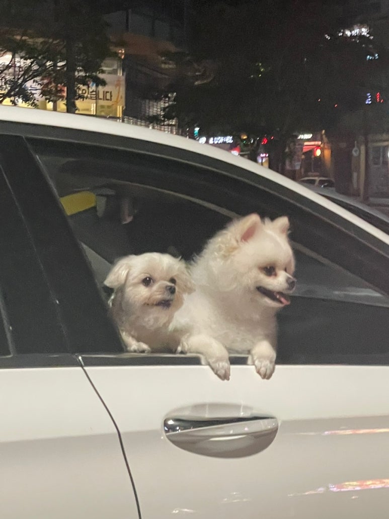 초이모바일 이미지