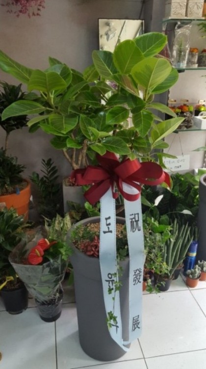 삼부꽃집 이미지