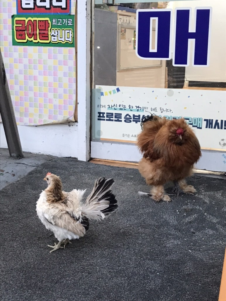 삐야삐야 이미지