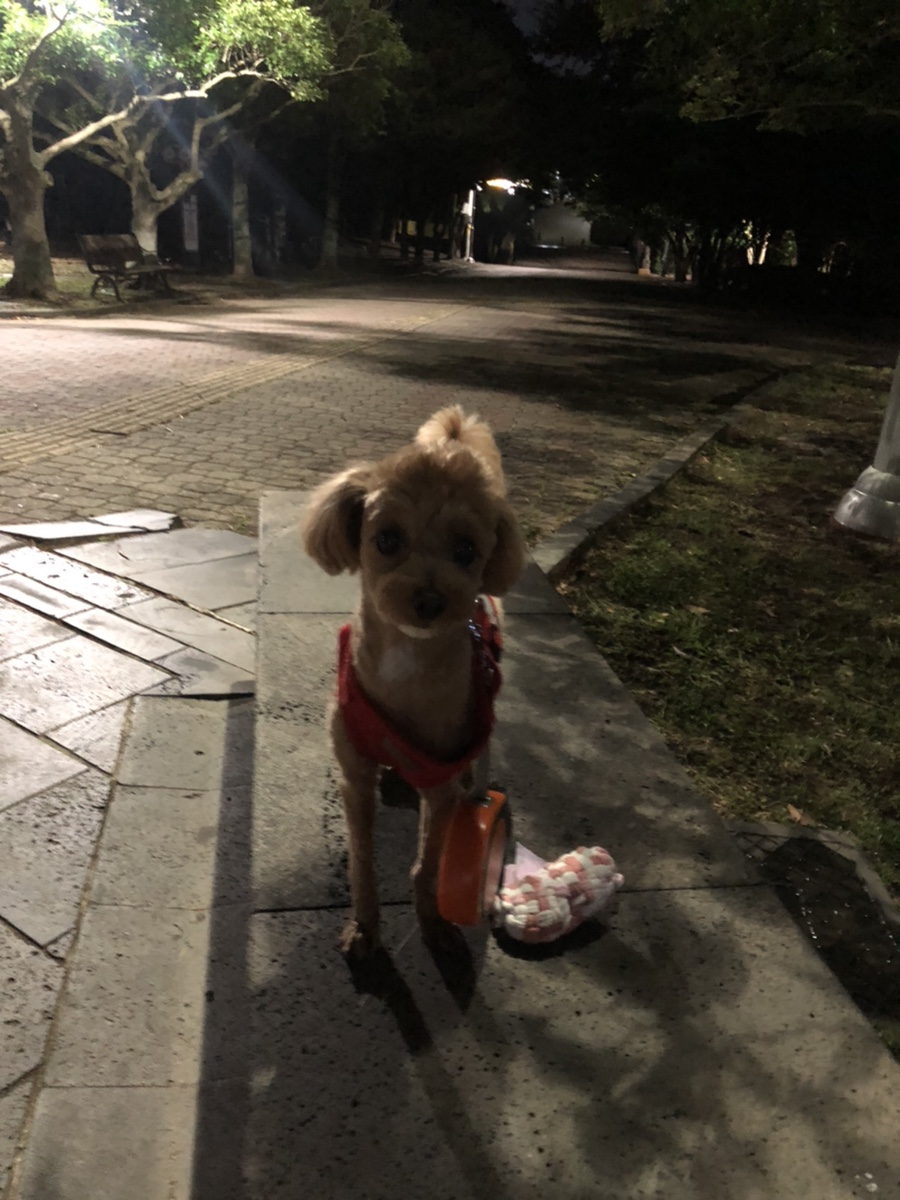 못난이찹쌀꽈배기제주 이미지