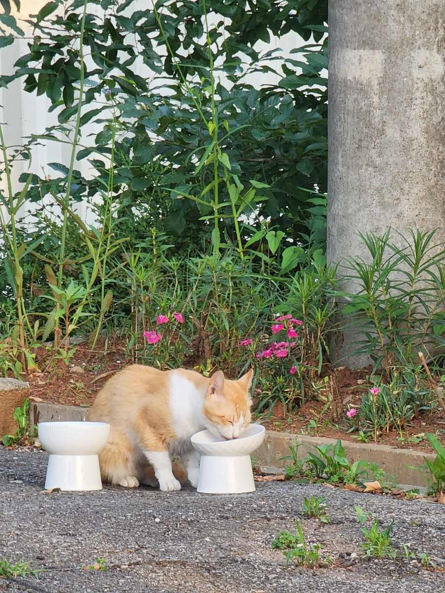 위너푸드 이미지