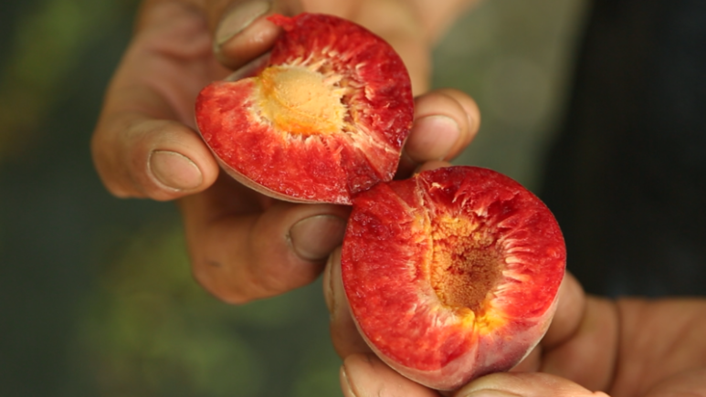 애프리코트(APRICOT) 이미지
