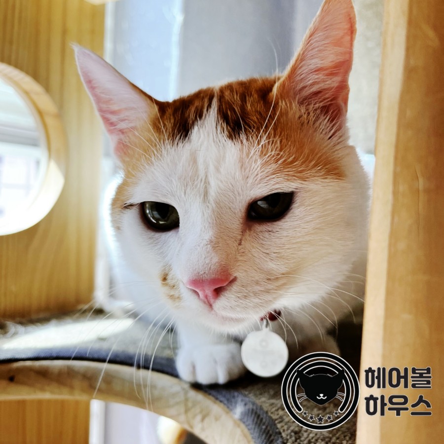 웅이하우스 이미지