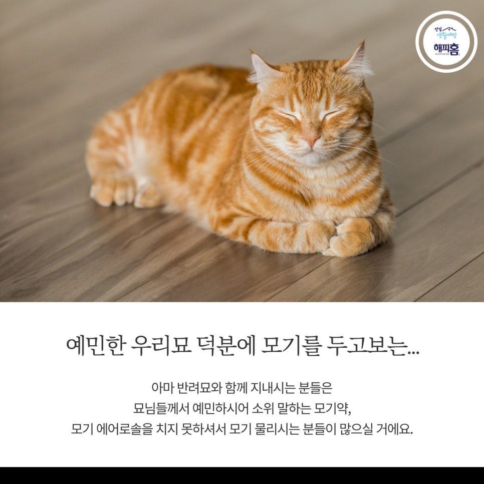 냥집사전기 이미지