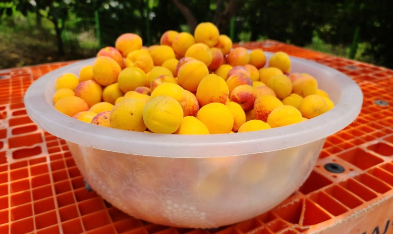 애프리코트(APRICOT) 이미지