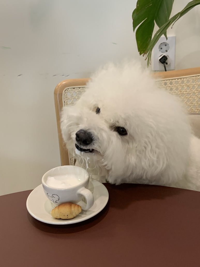 카페담담 이미지