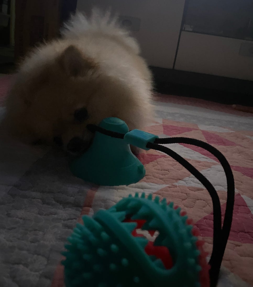 도그파우 이미지