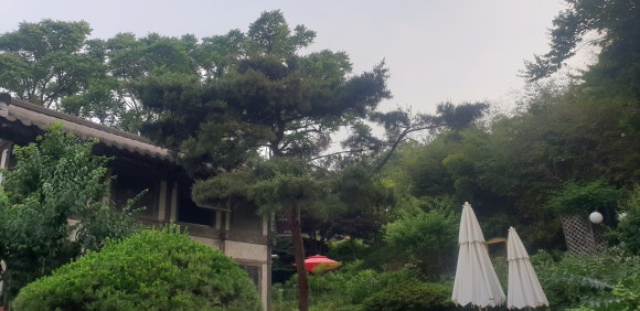 소나무커피 이미지