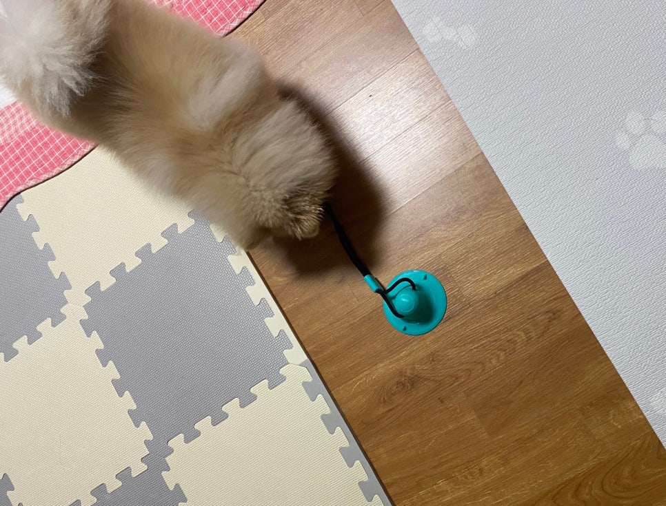도그파우 이미지