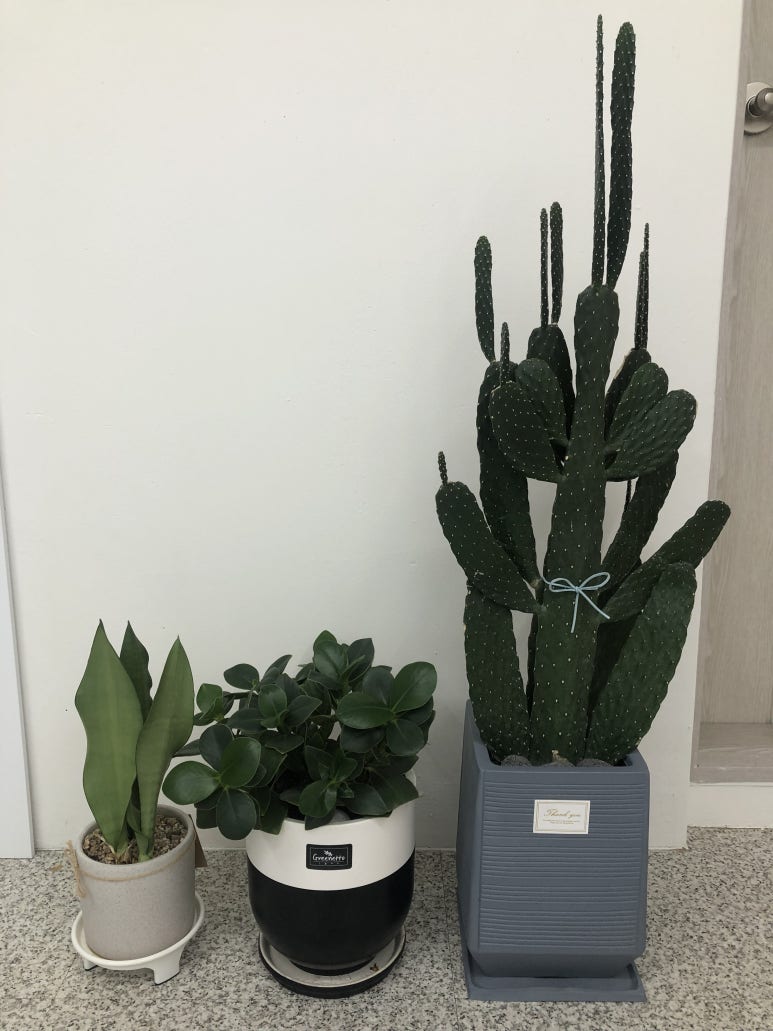 살롱드블랑 이미지