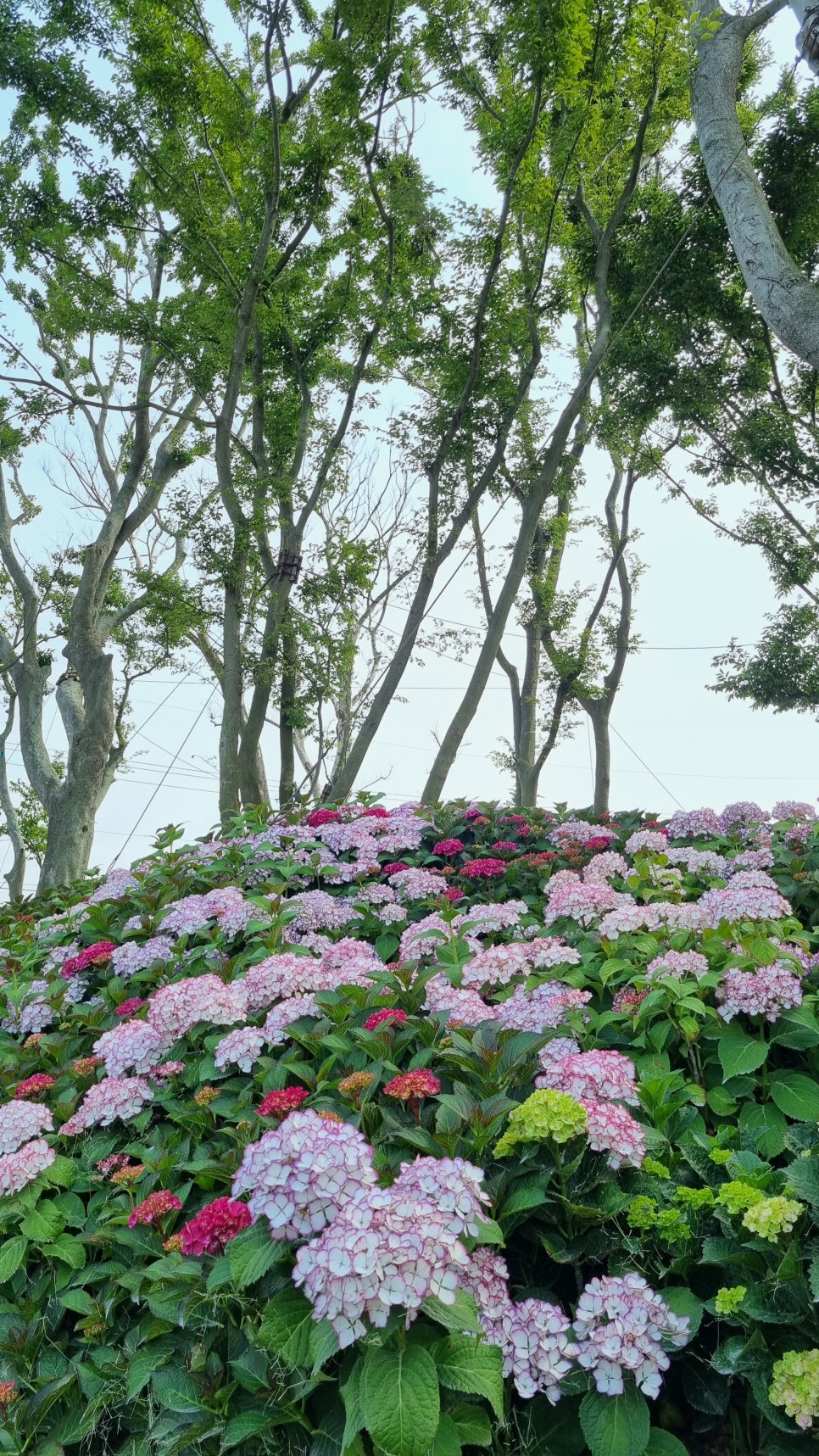 삼학민박 이미지
