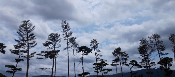 인월이네족발 이미지