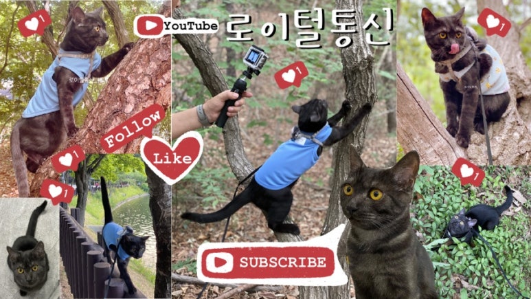 로이통신 이미지
