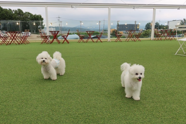 플루프 이미지