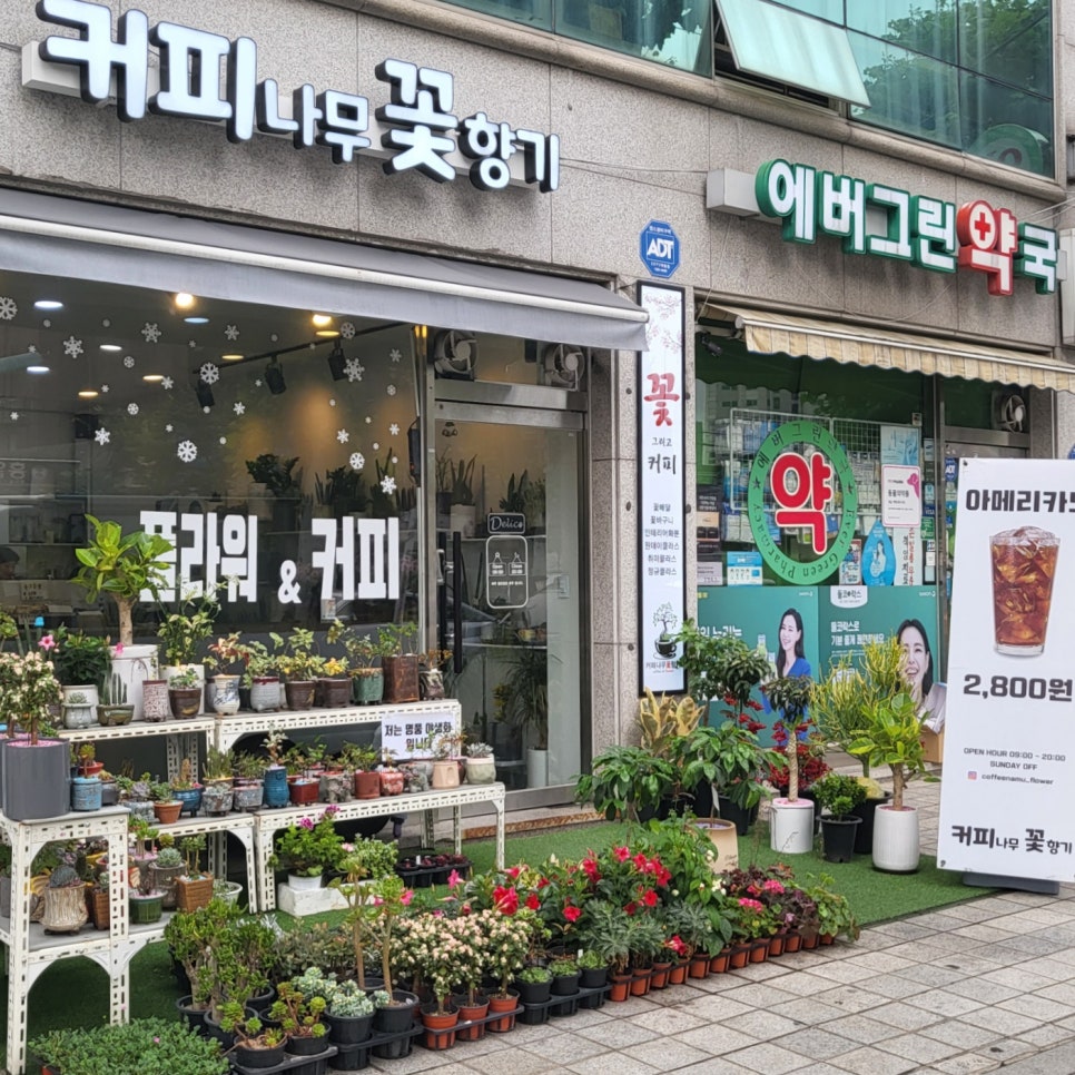 커피나무꽃향기 이미지