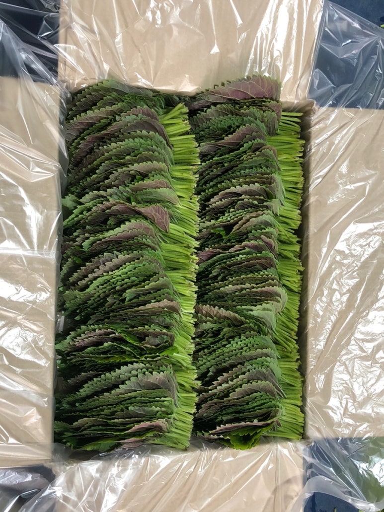 밀양깻잎 이미지