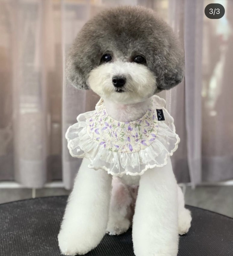 마이펫가든 이미지