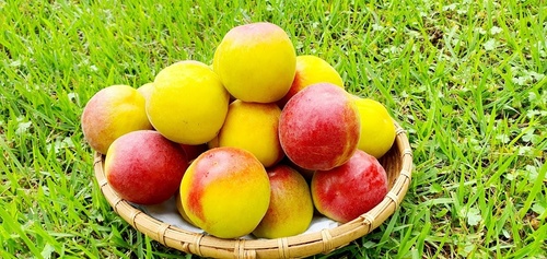 애프리코트(APRICOT) 이미지