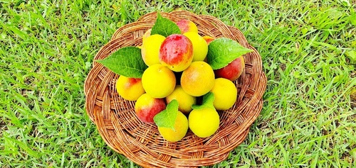 애프리코트(APRICOT) 이미지