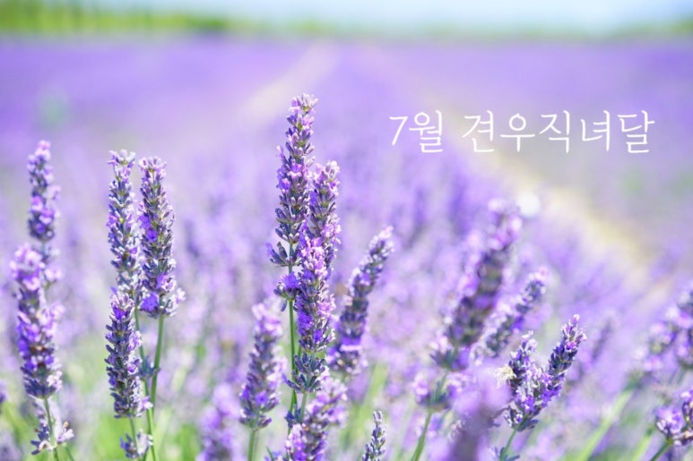 견우직녀달 이미지