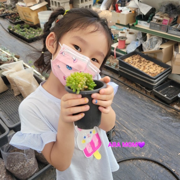 들꽃다육식물 이미지