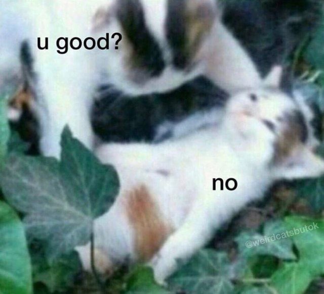 푸른곰팡이 이미지