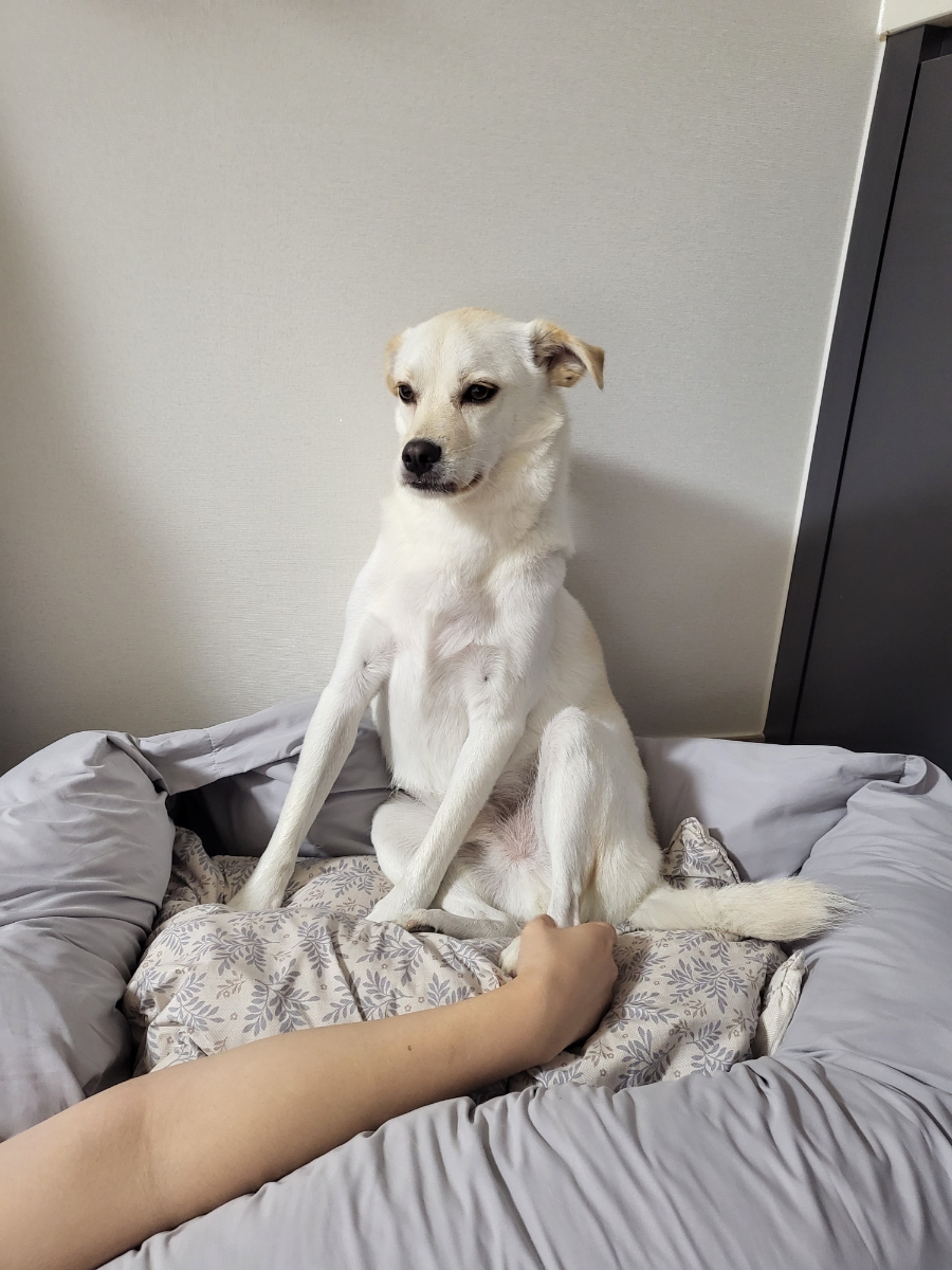 옥윤진의꿀닭 이미지
