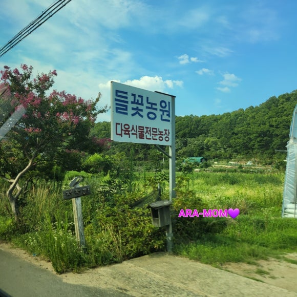 들꽃다육식물 이미지