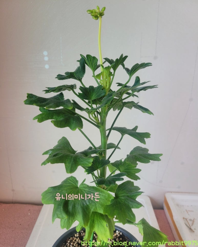 스타텔 이미지