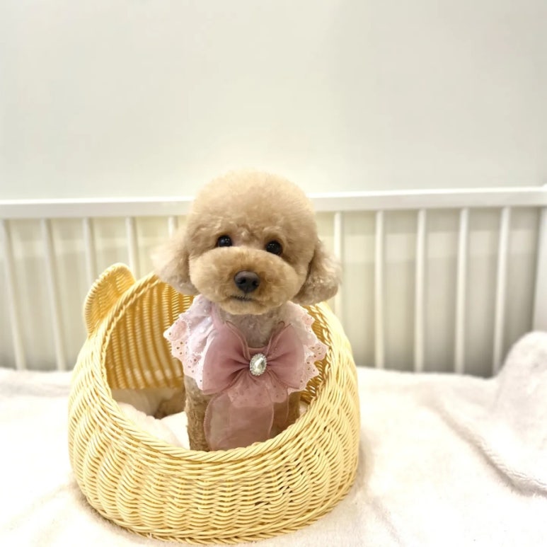 봉선동미용실다음 이미지