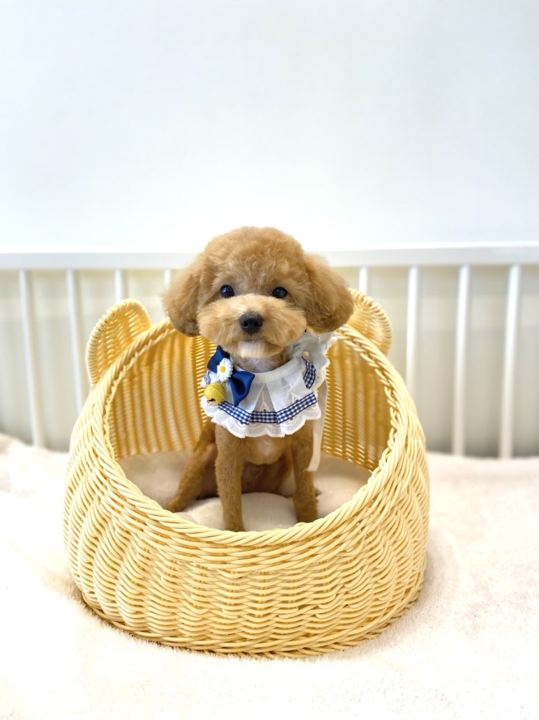 봉선동미용실다음 이미지