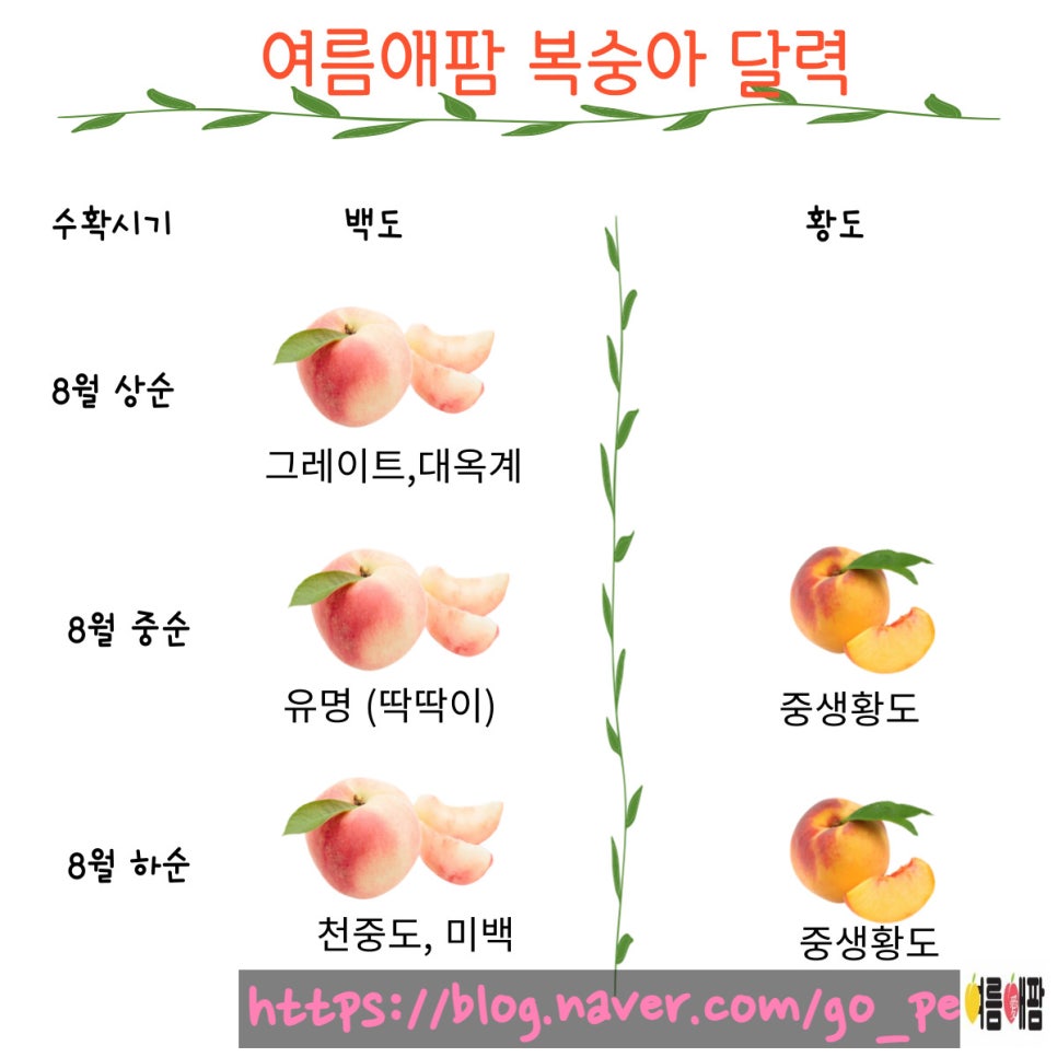 여름애팜 이미지