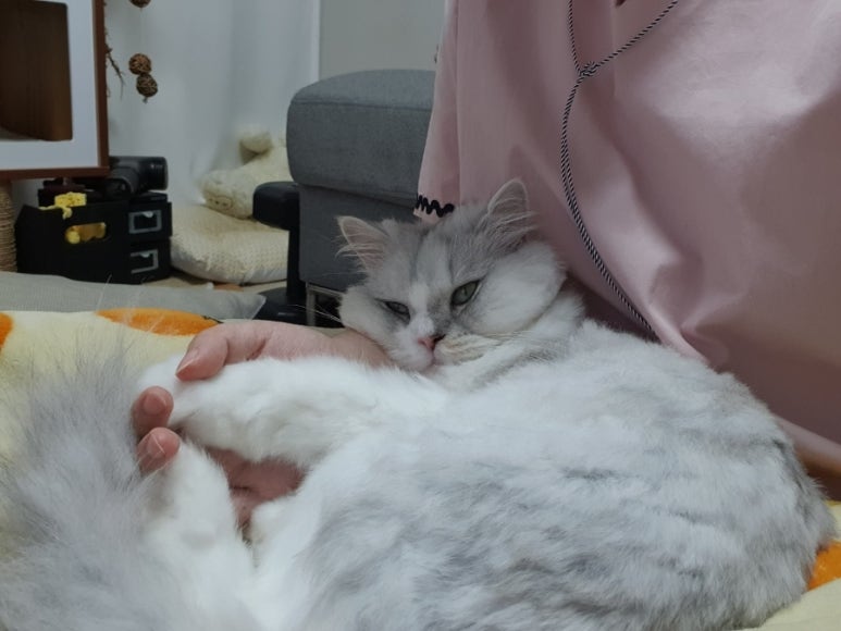 청개구리마미 이미지