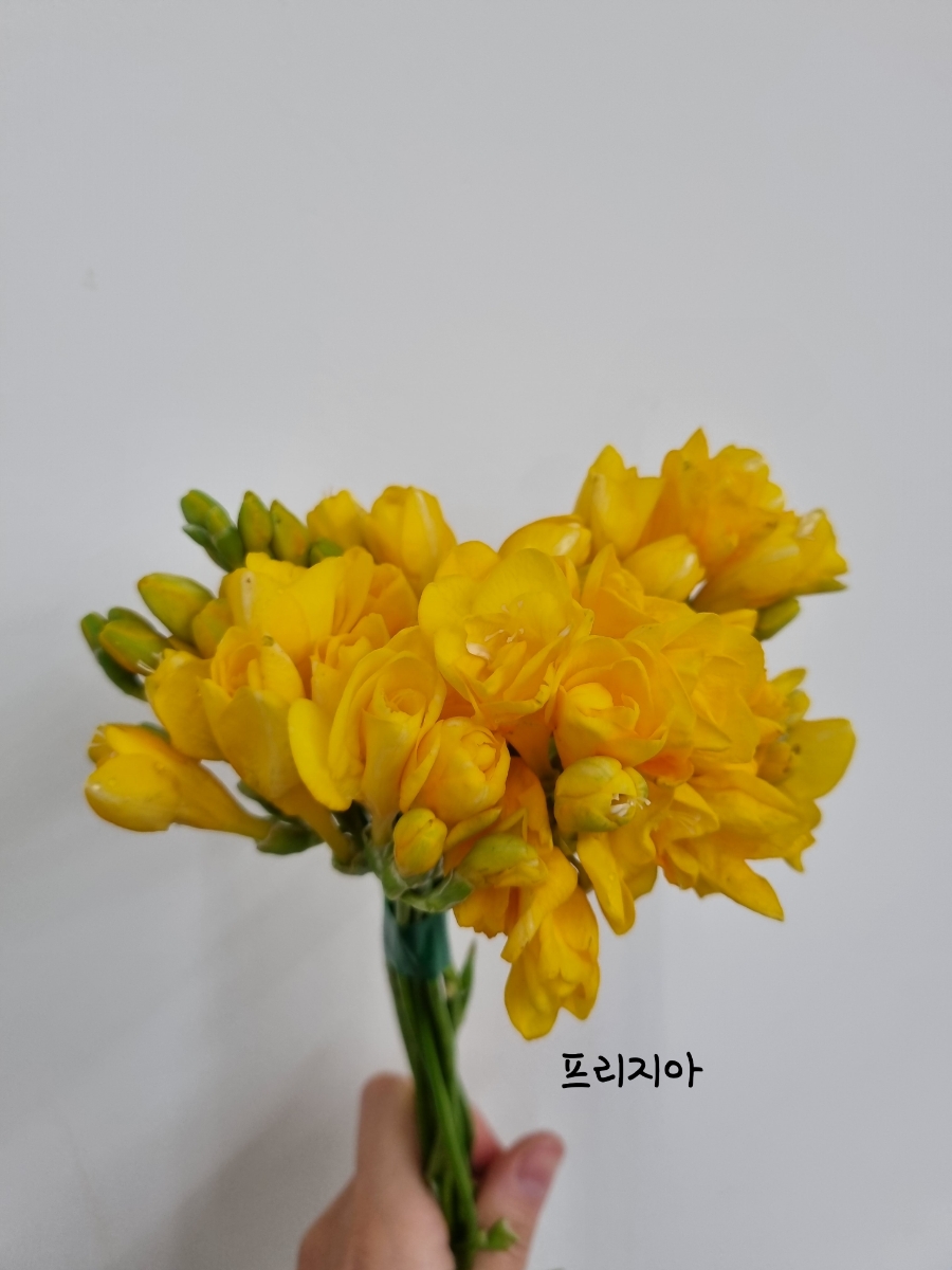 프렌치가든 이미지