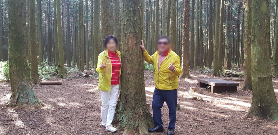 제주미니버스투어 이미지