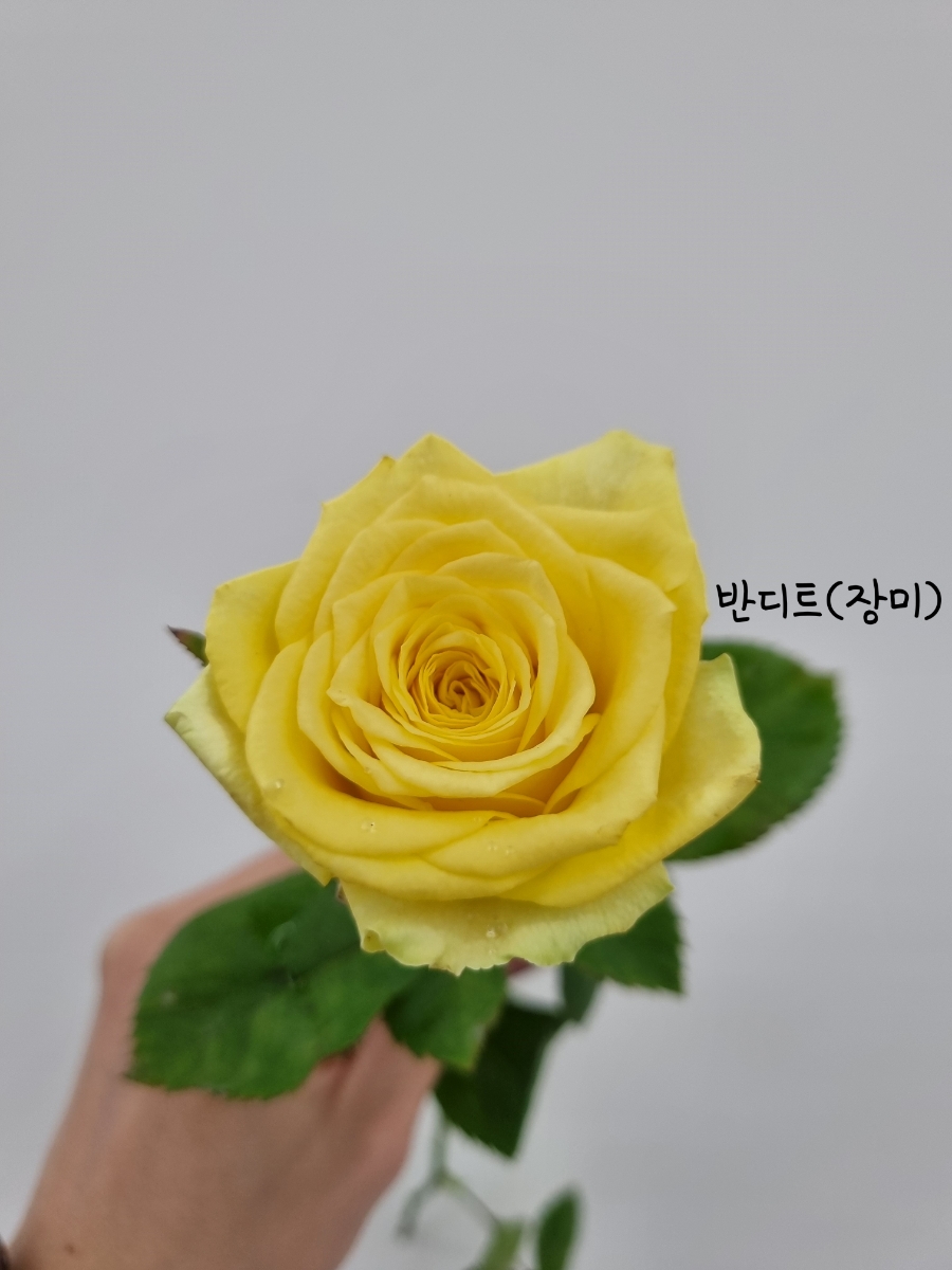 프렌치가든 이미지