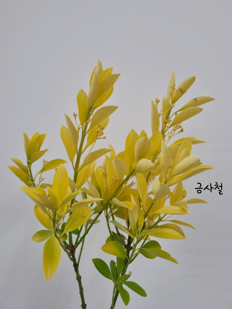 프렌치가든 이미지