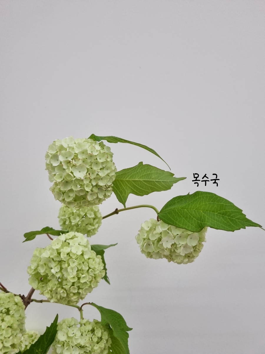 프렌치가든 이미지