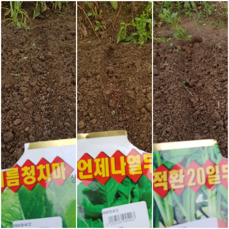 열매열무2 이미지