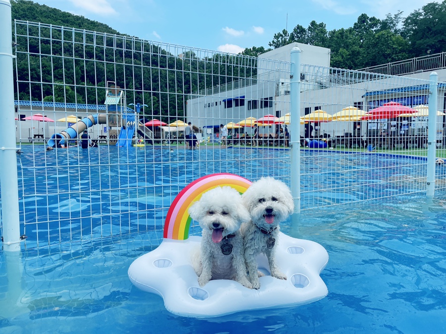 골드펫n도그베이 강아지 수영장, 애견동반 물놀이 비용 — 사진 15