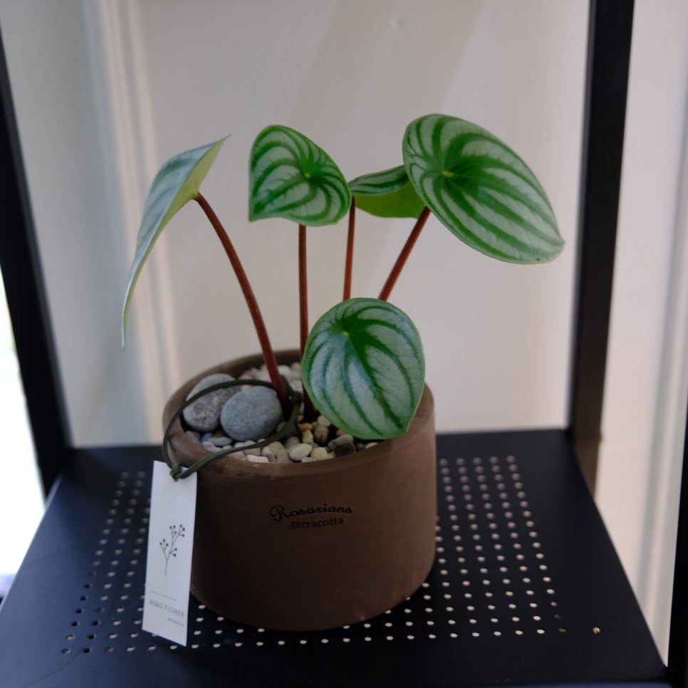 리무(RIMU) 이미지