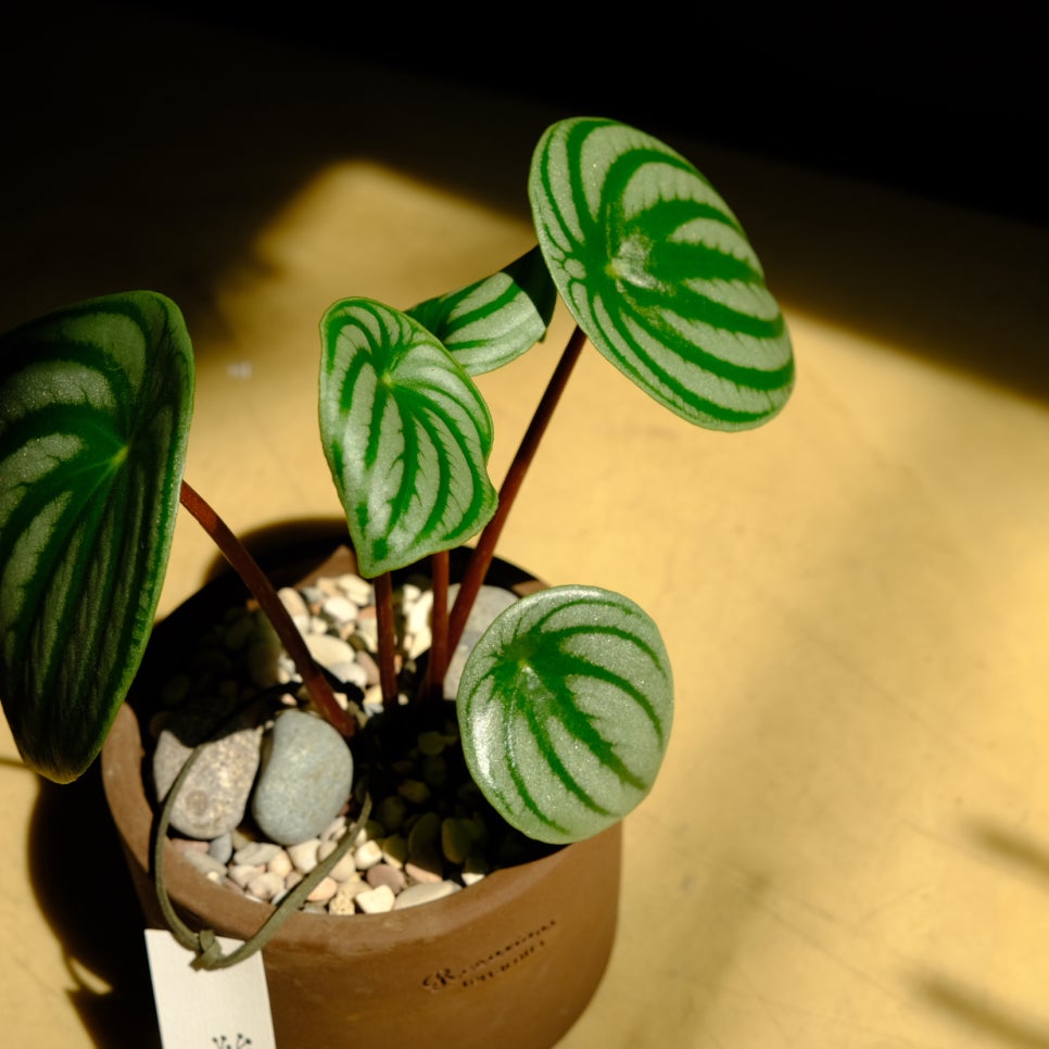 리무(RIMU) 이미지