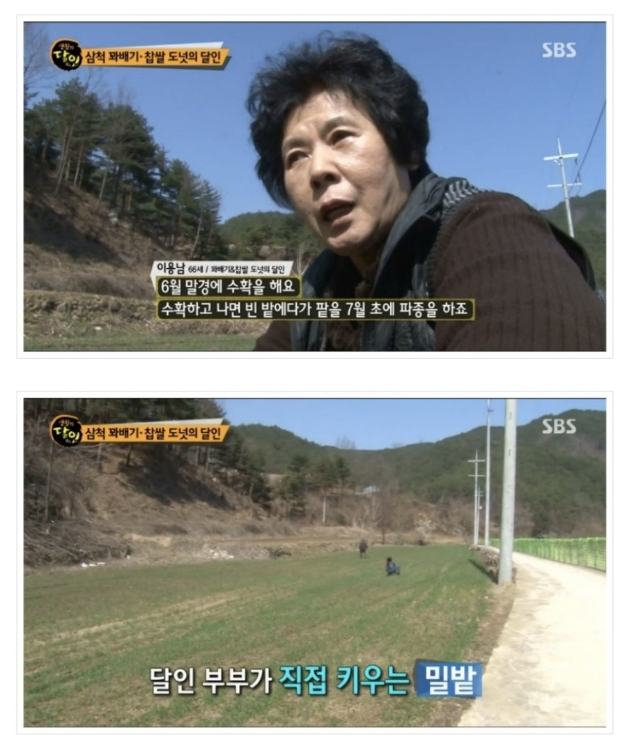 삼척꽈배기 이미지