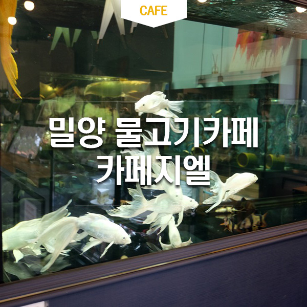 카페지엘 이미지