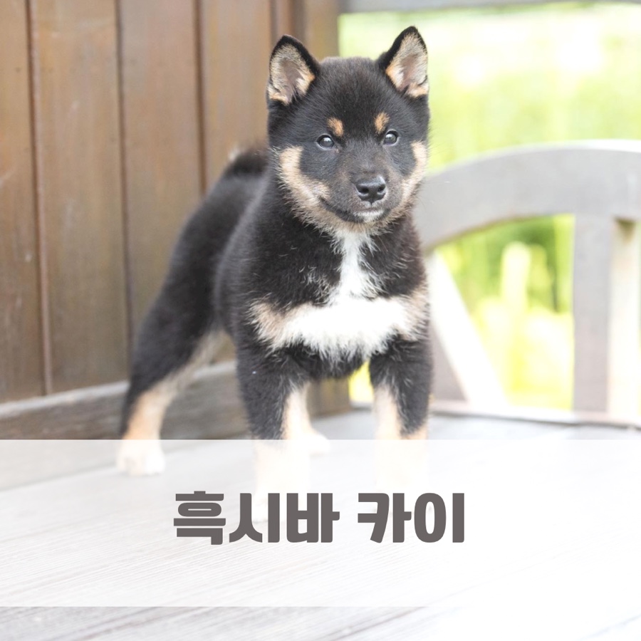 시바카이 이미지