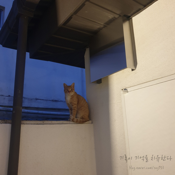 더렁즈커피 이미지