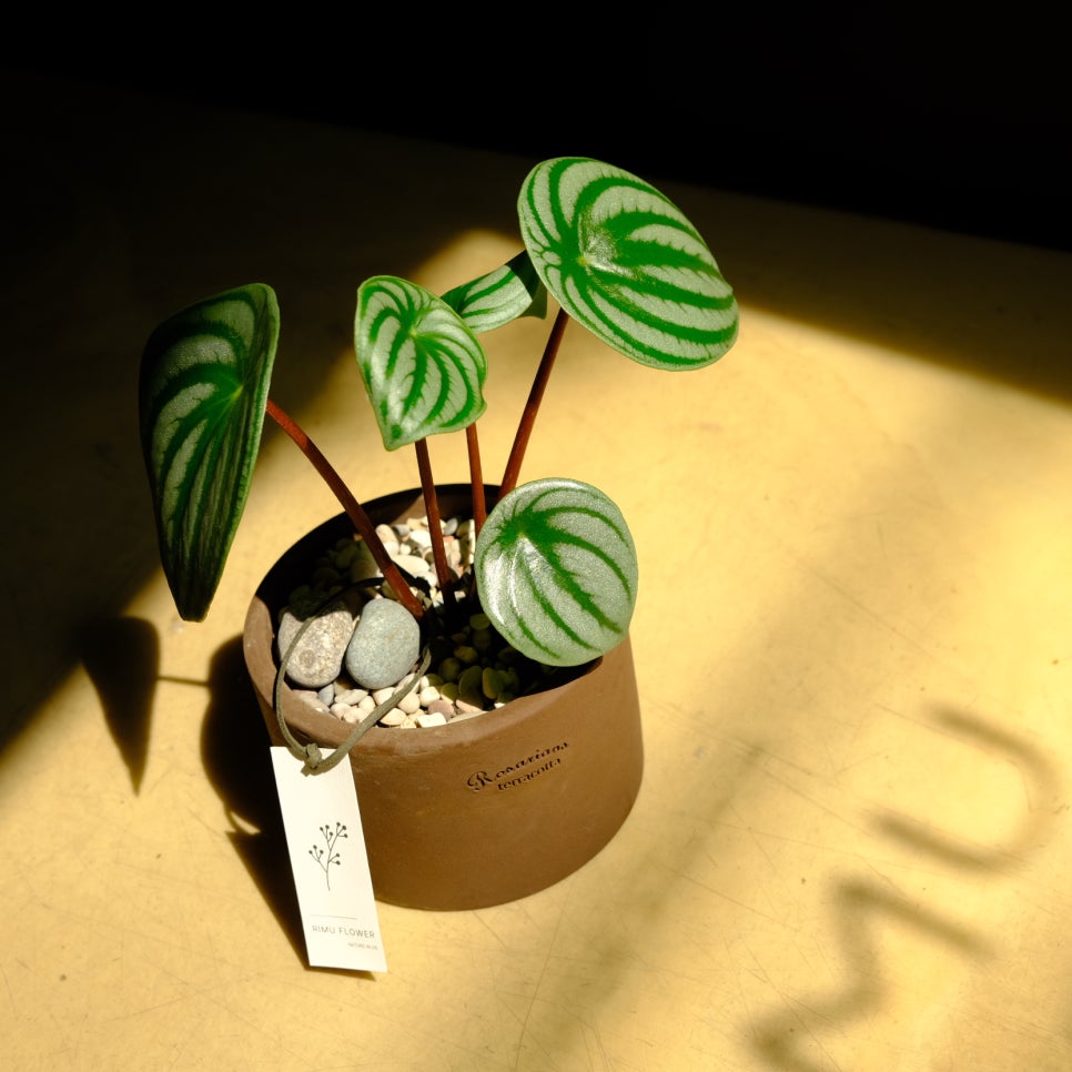 리무(RIMU) 이미지