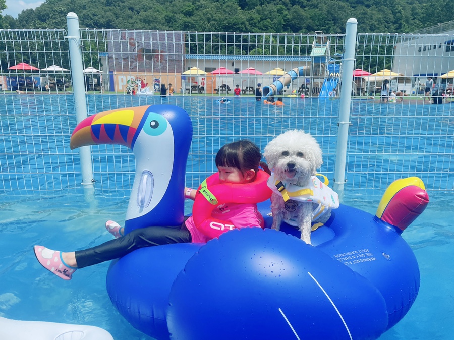 골드펫n도그베이 강아지 수영장, 애견동반 물놀이 비용 — 사진 17